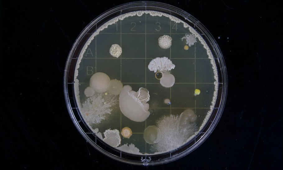 The Complete Guide to Malassezia: Causes, Biofilm, Treatment, and Prevention
